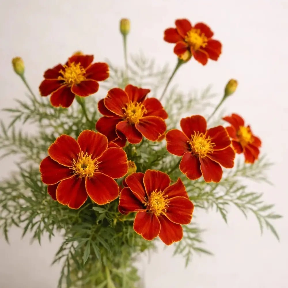 French Marigold Red Yellow Center Seeds - Verdseeds