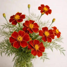 French Marigold Red Yellow Center Seeds - Verdseeds