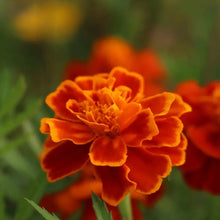 French Marigold Red Yellow Center Seeds - Verdseeds