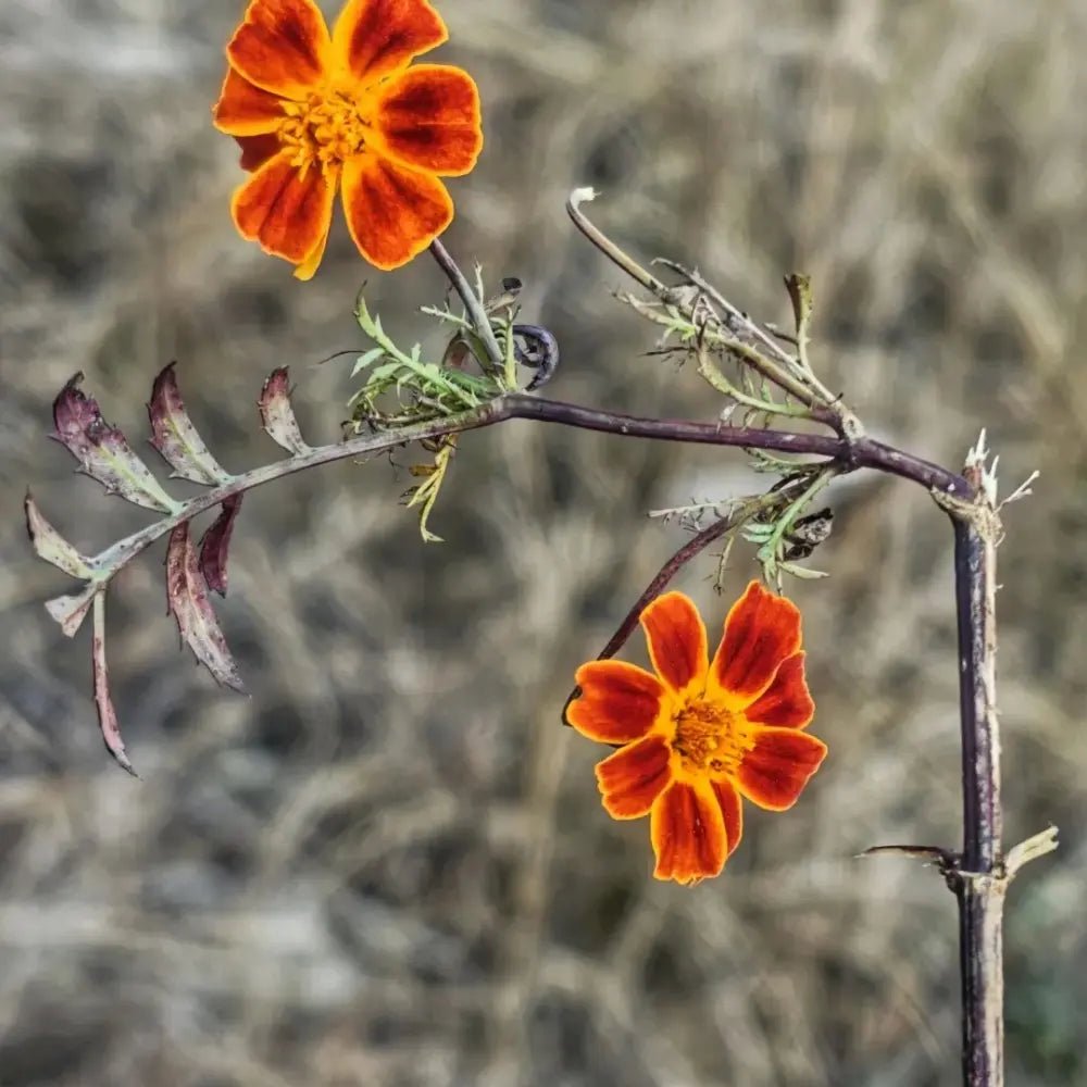 French Marigold Red Yellow Center Seeds - Verdseeds