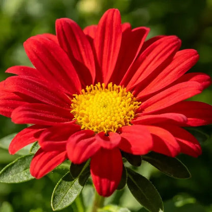 Fresh Red Pyrethrum Seeds - Verdseeds