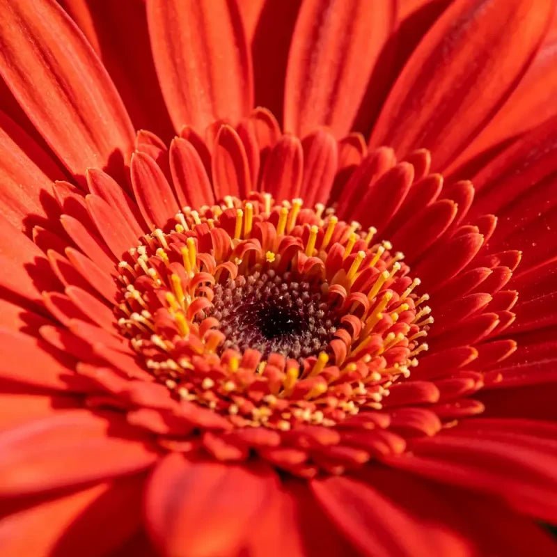 Fresh Red Pyrethrum Seeds - Verdseeds