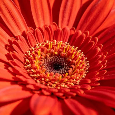 Fresh Red Pyrethrum Seeds - Verdseeds