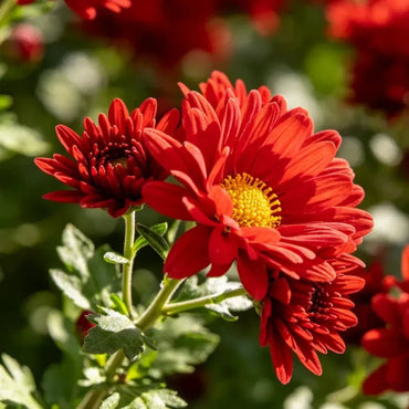 Fresh Red Pyrethrum Seeds - Verdseeds