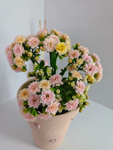 Fruit Candy Kalanchoe Seeds - Verdseeds