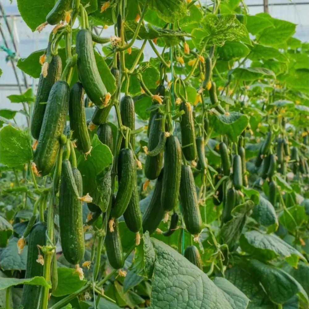 Fruit Cucumber Seeds - Verdseeds