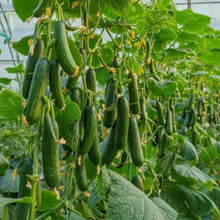 Fruit Cucumber Seeds - Verdseeds