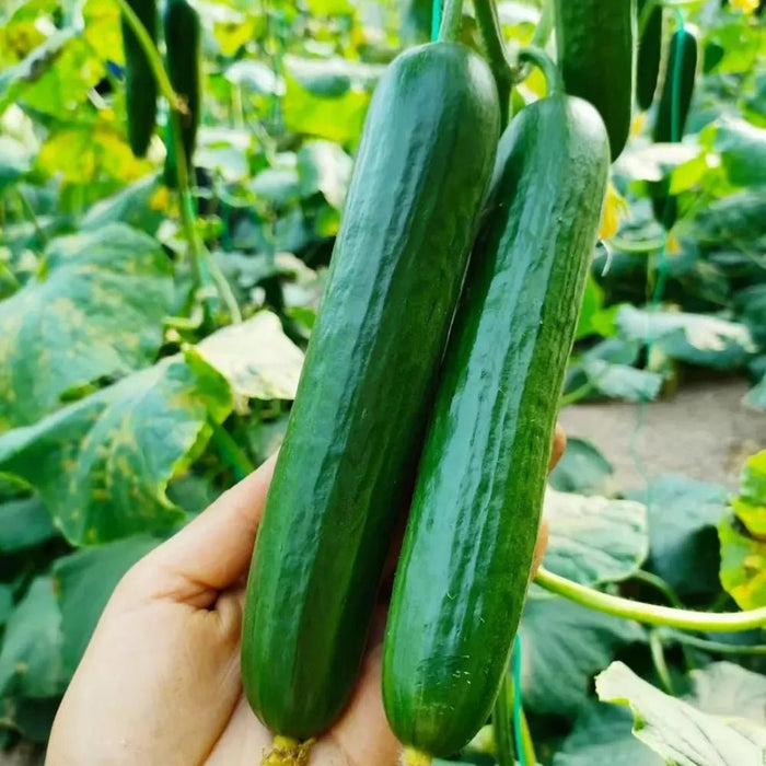 Fruit Cucumber Seeds - Verdseeds