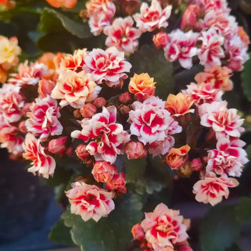 Kalanchoes