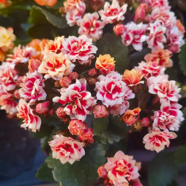 Fruit Pulp Kalanchoe Seeds - Verdseeds