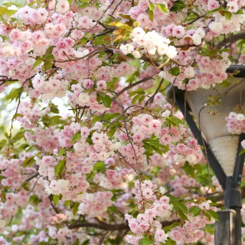 Fugenzo Flowering Cherry Seeds - Verdseeds