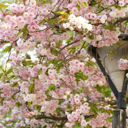 Fugenzo Flowering Cherry Seeds - Verdseeds