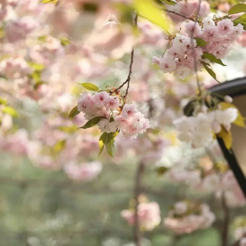 Fugenzo Flowering Cherry Seeds - Verdseeds