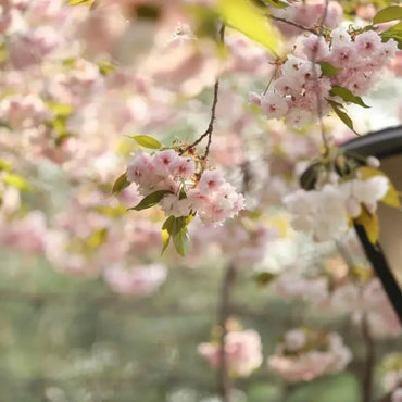 Fugenzo Flowering Cherry Seeds - Verdseeds
