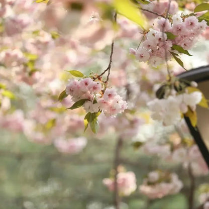 Fugenzo Flowering Cherry Seeds - Verdseeds
