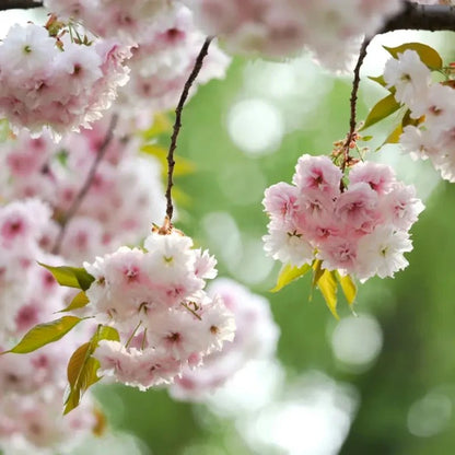 Fugenzo Flowering Cherry Seeds - Verdseeds