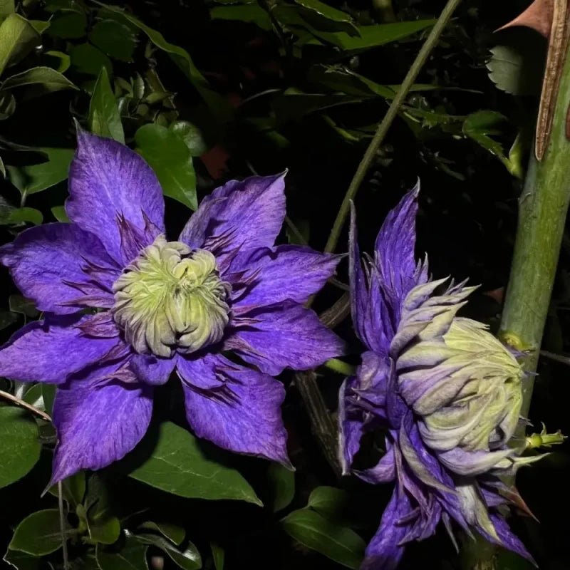 Fujimusume Clematis Seeds - Verdseeds