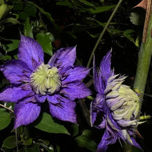 Fujimusume Clematis Seeds - Verdseeds