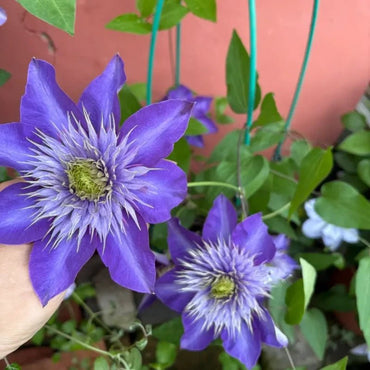 Fujimusume Clematis Seeds - Verdseeds