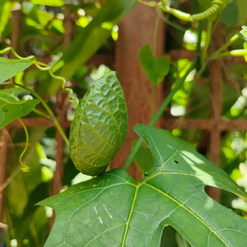 Gac Fruits