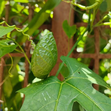Gac Fruit Seeds - Verdseeds