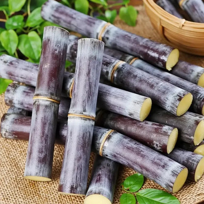 Sugarcane Seeds