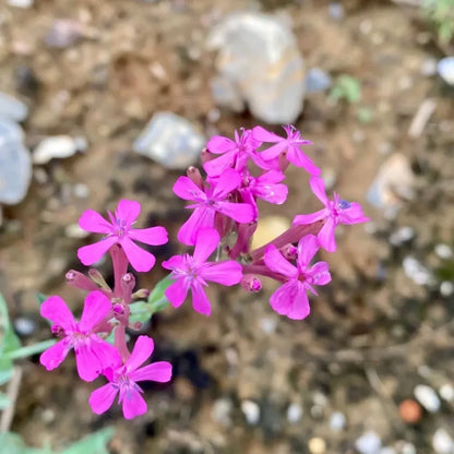 Sweet William Catchfly Seeds