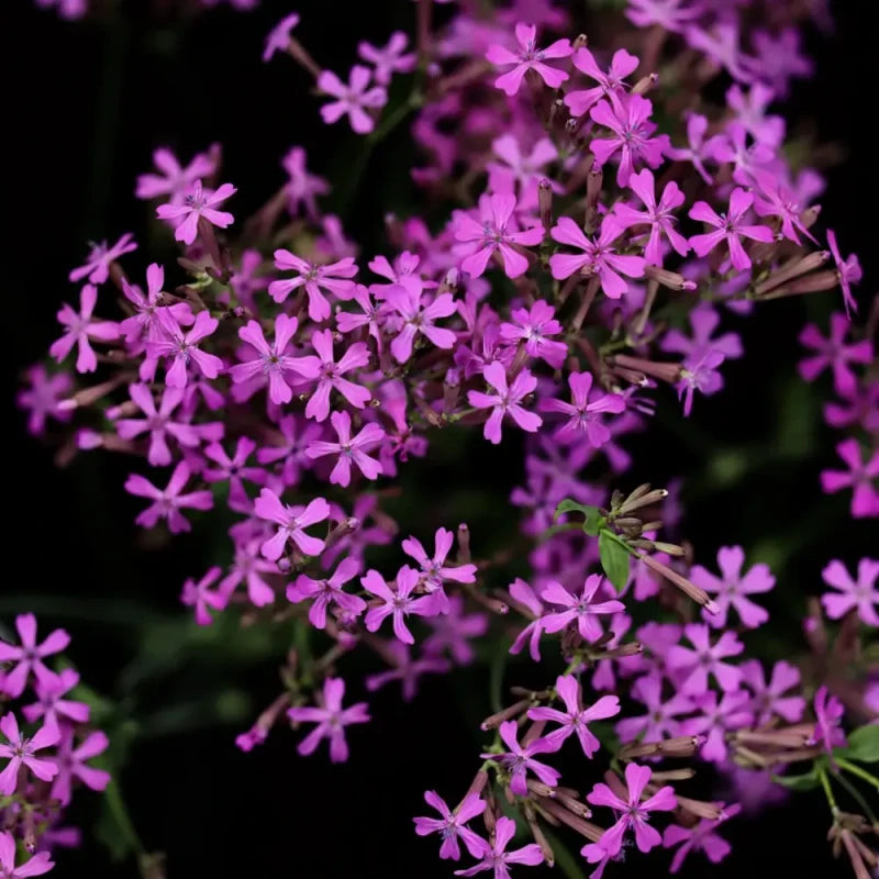 Sweet William Catchfly Seeds