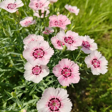 Garden Pink Seeds - Verdseeds