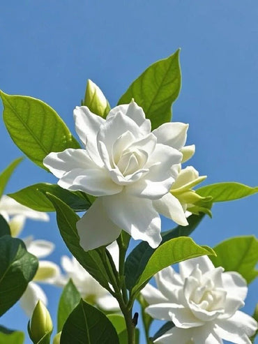 Gardenia Seeds - Verdseeds