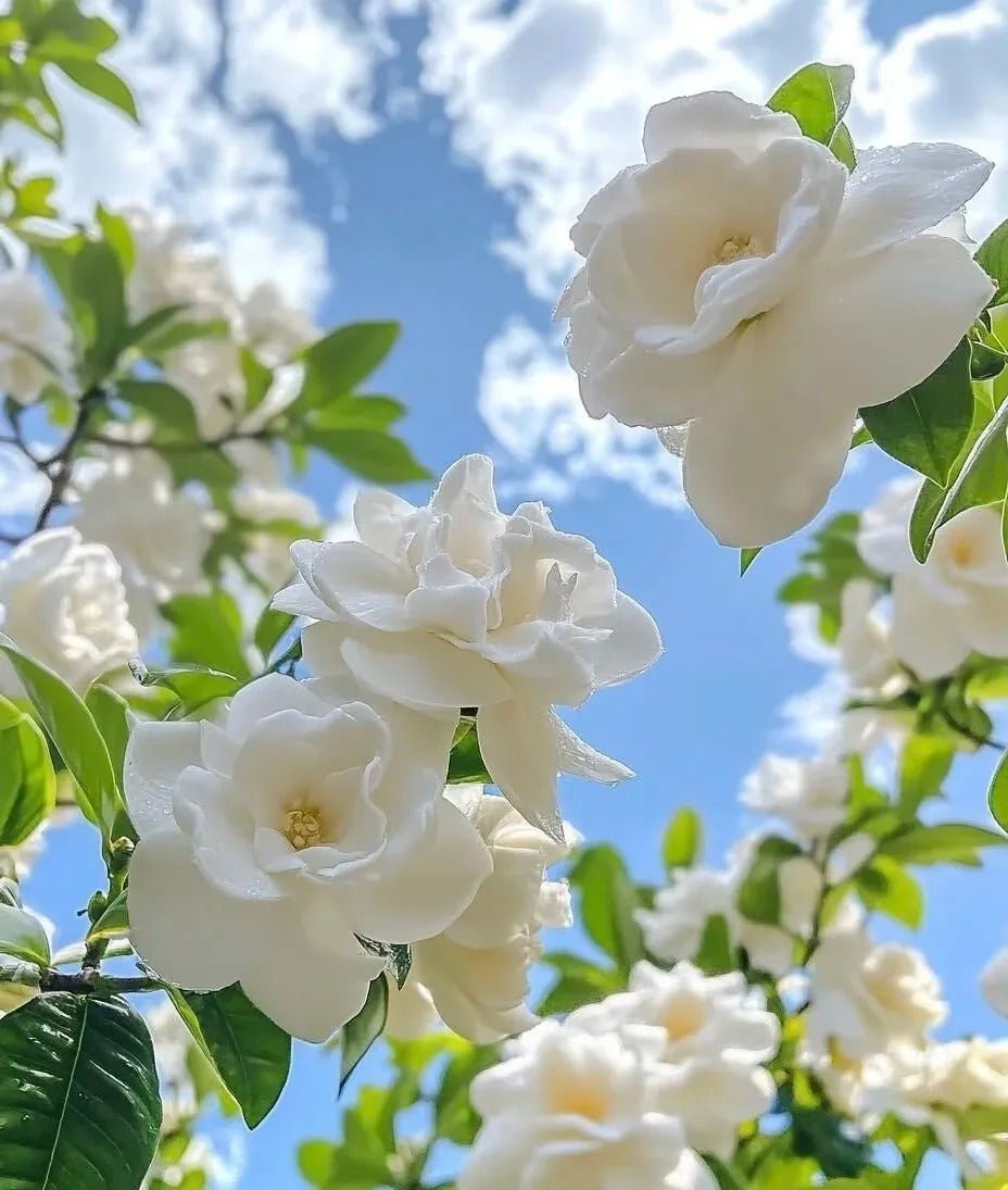 Gardenia Seeds - Verdseeds