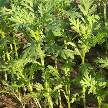 Garland Chrysanthemum Greens Seeds - Verdseeds