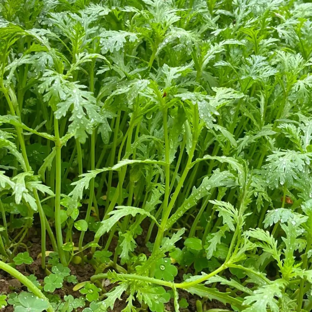 Garland Chrysanthemum Greens Seeds - Verdseeds