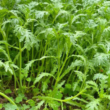 Garland Chrysanthemum Greens Seeds - Verdseeds