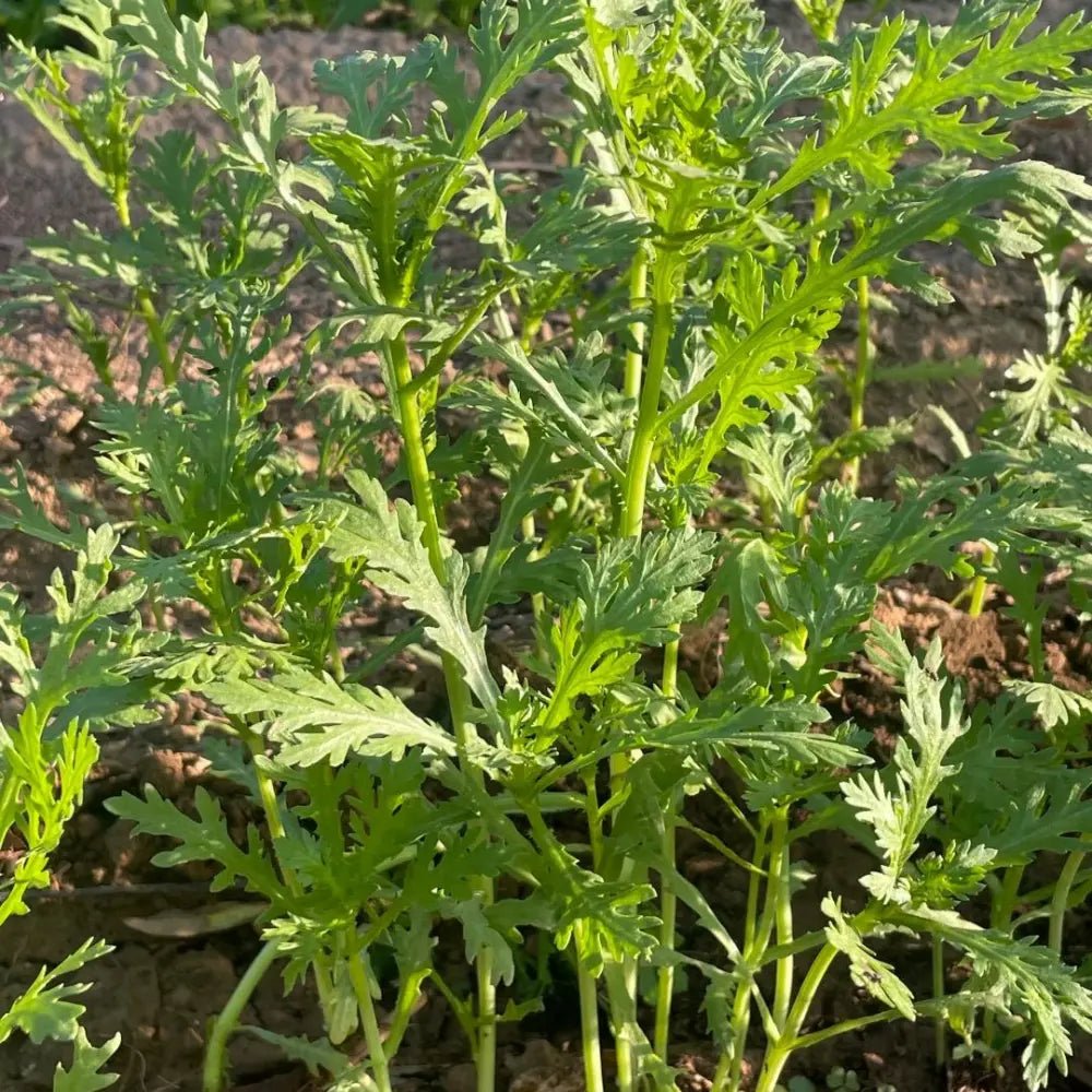 Garland Chrysanthemum Greens Seeds - Verdseeds