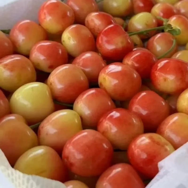 General Sweet Cherry Seeds - Verdseeds