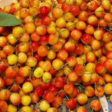 General Sweet Cherry Seeds - Verdseeds