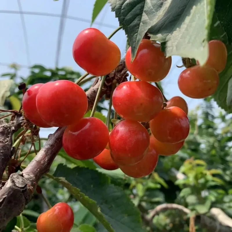 General Sweet Cherry Seeds - Verdseeds
