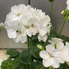 Geranium Horizon White F1 Seeds - Verdseeds