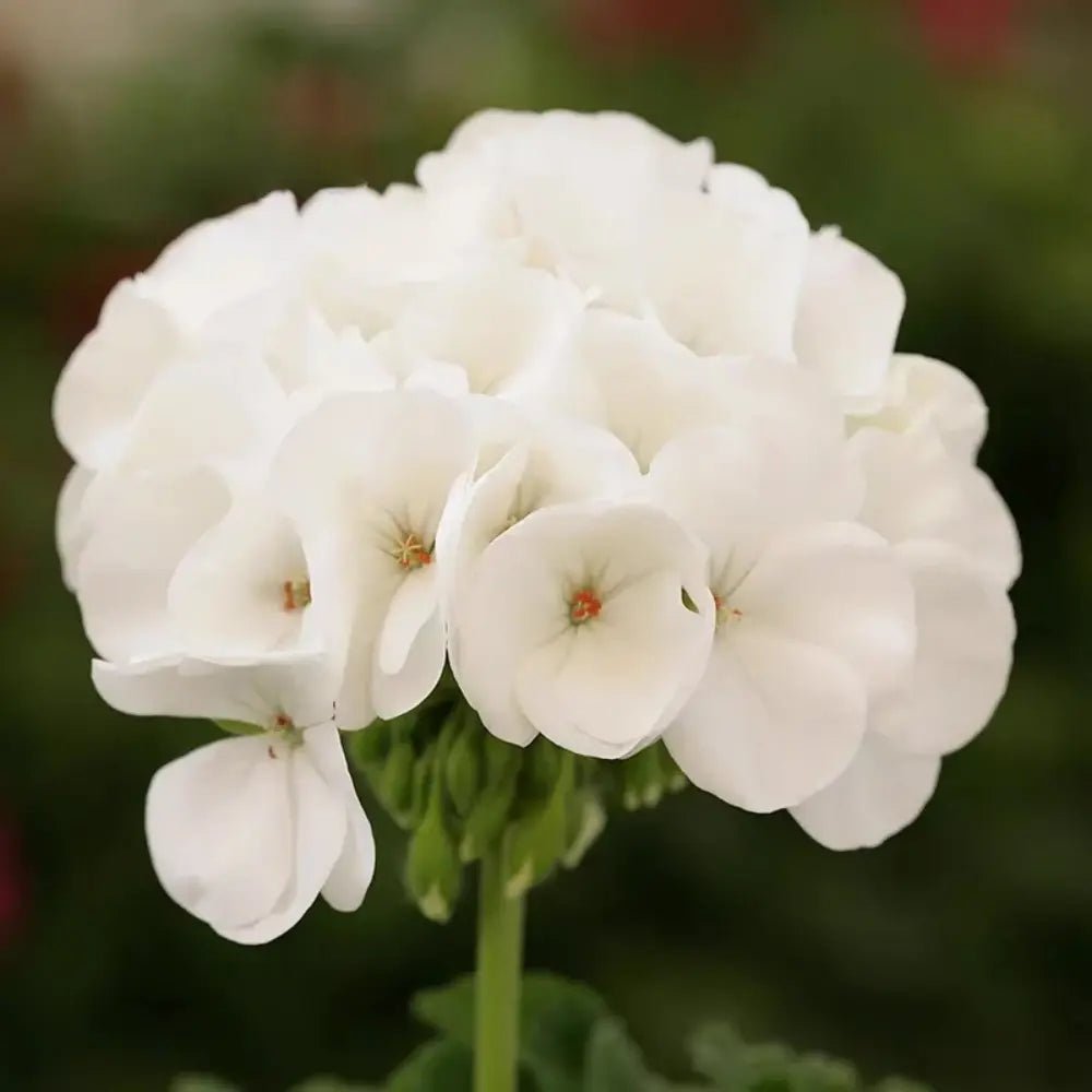 Geranium Horizon White F1 Seeds - Verdseeds