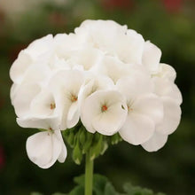 Geranium Horizon White F1 Seeds - Verdseeds