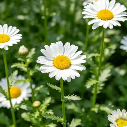 German Chamomile Seeds - Verdseeds