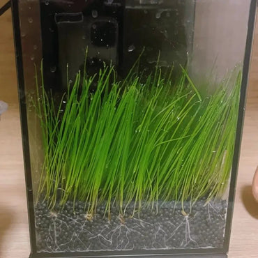 Giant Hairgrass Aquatic Grass Seeds - Verdseeds
