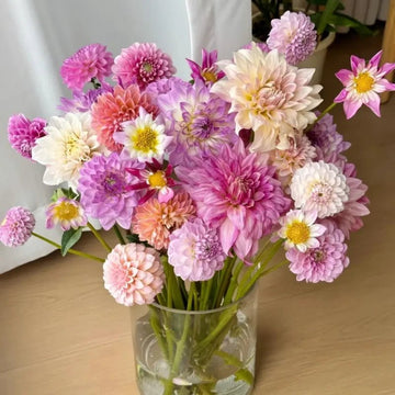 Dahlias