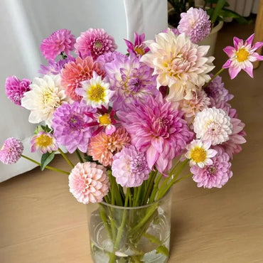 Giant Mixed Colors Dahlia Seeds - Verdseeds