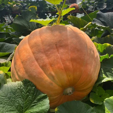 Giant Pumpkin Seeds - Verdseeds