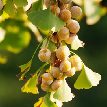 Ginkgo Seeds - Verdseeds
