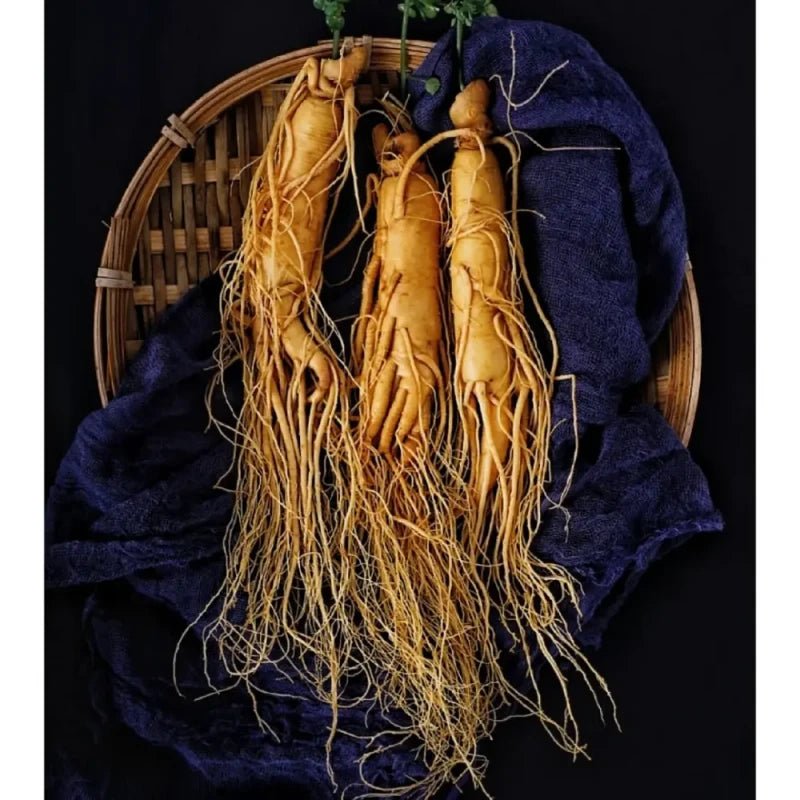 Ginseng Seeds - Verdseeds