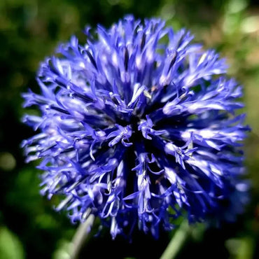Globe Thistle Seeds - Verdseeds