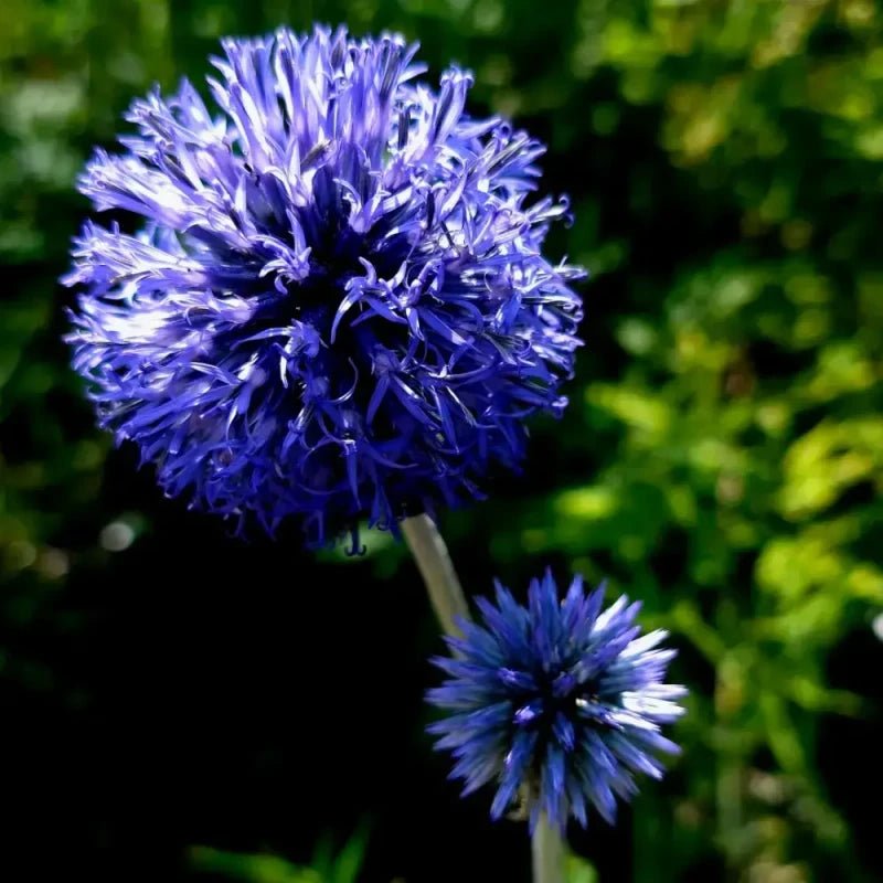 Globe Thistle Seeds - Verdseeds